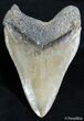 Dagger Megalodon Tooth - Inches #2578-2